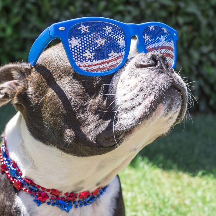 Fourth of July Safety Photo of Dog