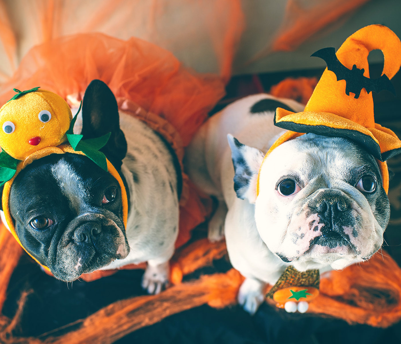 Halloween safety for pets