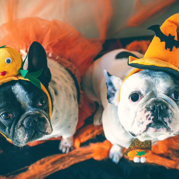 Halloween safety for pets