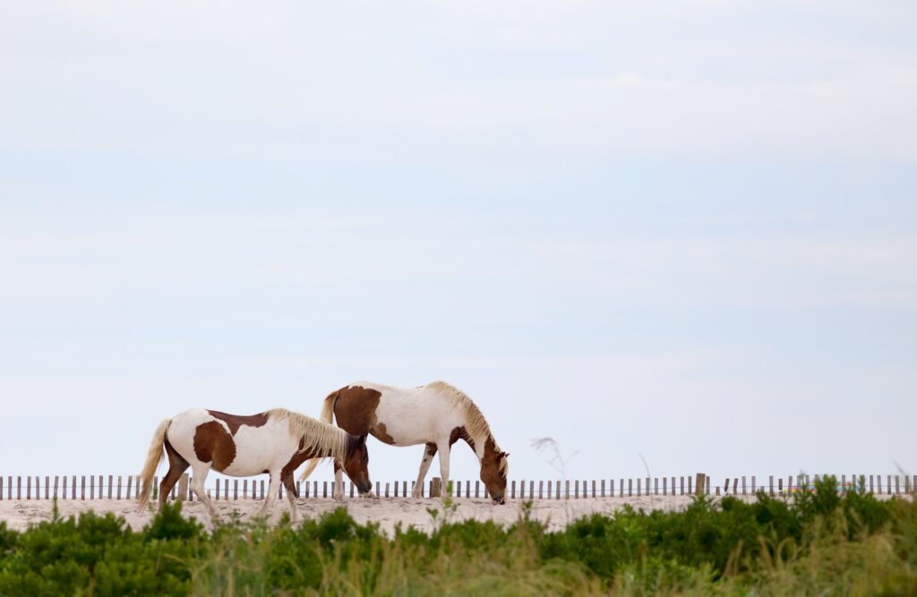 Chincoteague Ponies